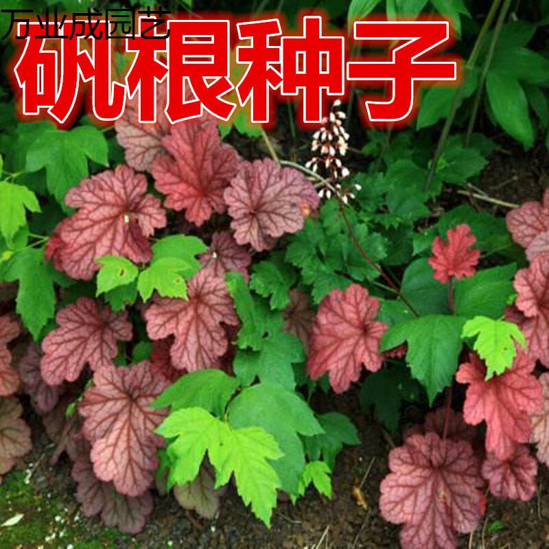 qcdd矾根种子 盆栽花种子  珊瑚玲种子 彩叶草种子 地被植物 混色50粒