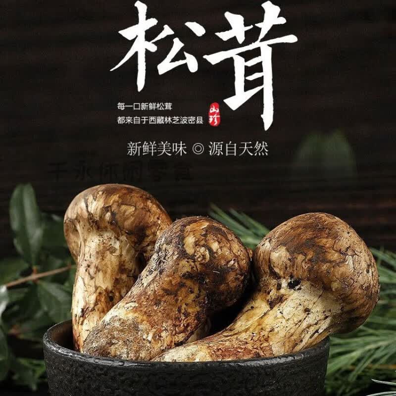 食怀西藏松茸新鲜林芝波密出口级不开伞500克西藏直发 500克 西藏纯3
