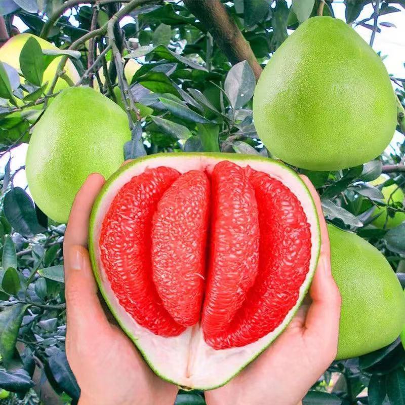 嫁接柚子苗红心三红蜜柚胡柚果树苗南方种植盆栽地栽当年结果庭院 红