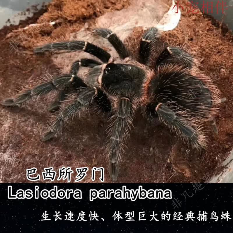 网红新手入门品种巴西所罗门橙巴布海格力斯巨人爬虫蜘蛛宠物活体 巴西所罗门(足展4-5厘米)高性价比高么？