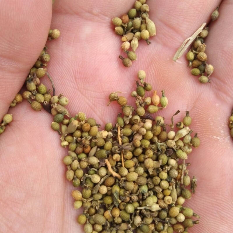 北京同仁堂正宗百蕊草种青龙草百乳草小草细须草麦黄草种500粒 种子