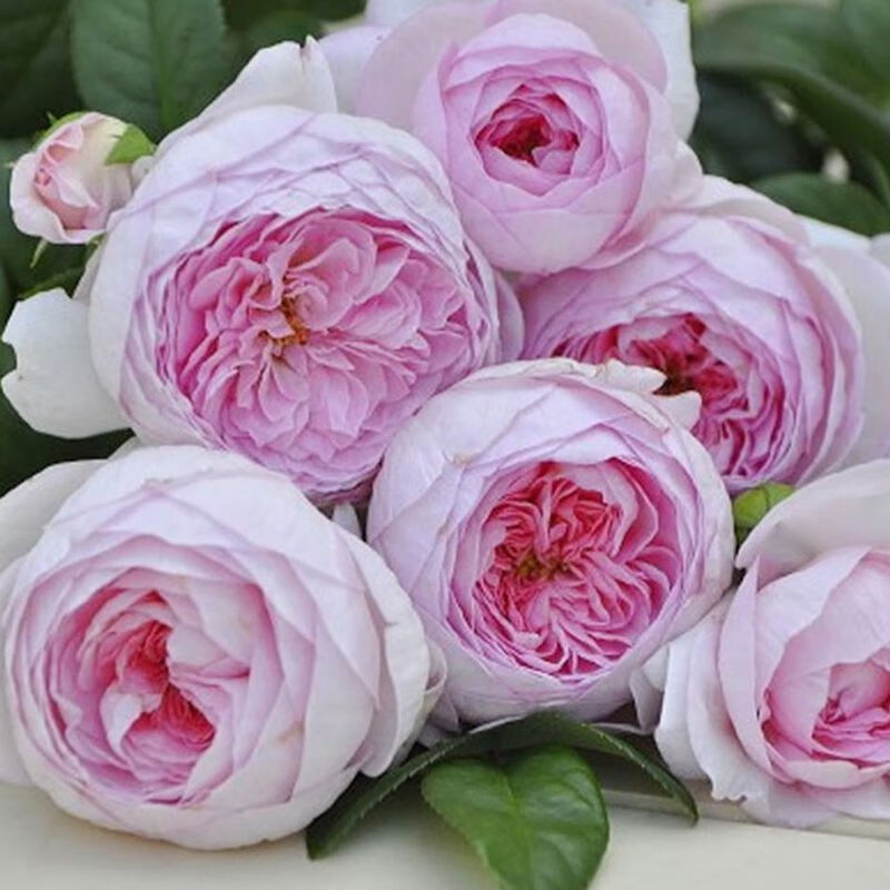 蔷薇爬藤网园艺花墙铁丝网藤本月季铁线莲藤蔓挂墙牵引辅助防护网 我