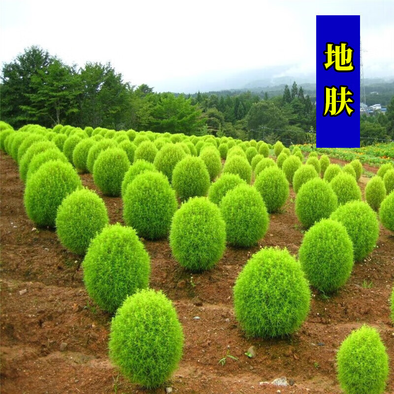 蝶沾花 地肤草耐旱花卉种子地肤种子红地肤绿地肤四季种易活扫帚苗