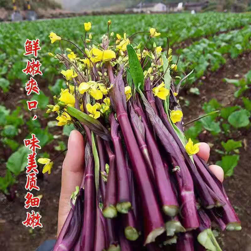 博卉红菜苔种籽红菜心种子蔬菜种阳台菜园盆栽庭院四季红梗 红菜苔