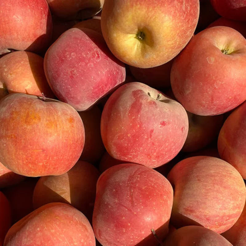 阿克苏苹果新疆阿克苏冰糖心苹果 红富士时令新鲜水果礼盒 丑苹果 送礼推荐 带箱10斤 中果 单果70mm+净重8.5斤