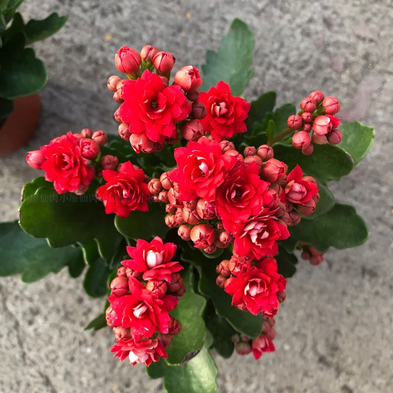 花盆栽多肉植物办公室花苗带花苞绿植花卉室内小盆栽 长寿花依恋大红