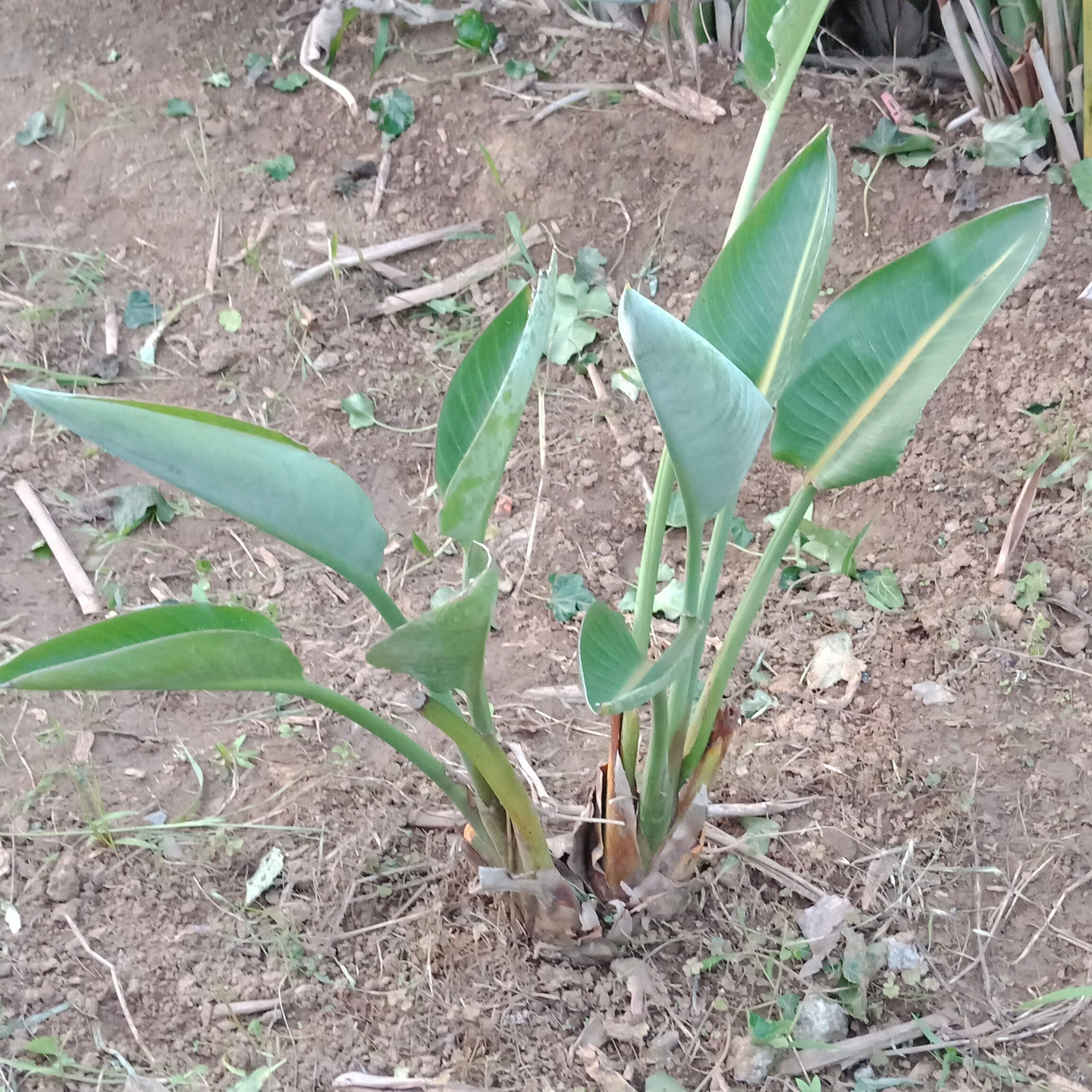 【鹤望兰天堂鸟】荷兰开花品种望鹤兰室内观赏植物好养耐活保开花 一