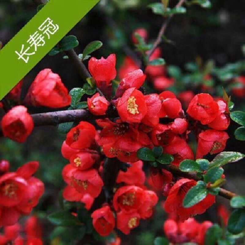 复色四季海棠盆景室内外花卉绿植 【四季开】长寿冠海棠 【带少量花苞