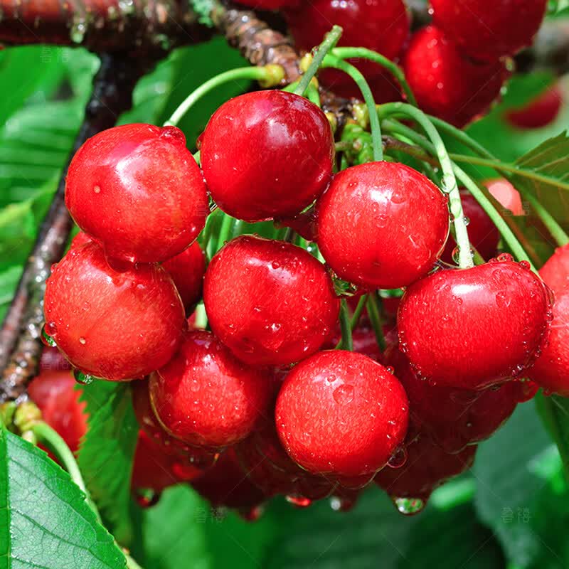 鲁禧山东樱桃 国产大樱桃车厘子【多地次日达】新鲜多汁水果送礼礼盒 4斤(净重) 单果 20-26mm 净重4斤【带箱5斤】