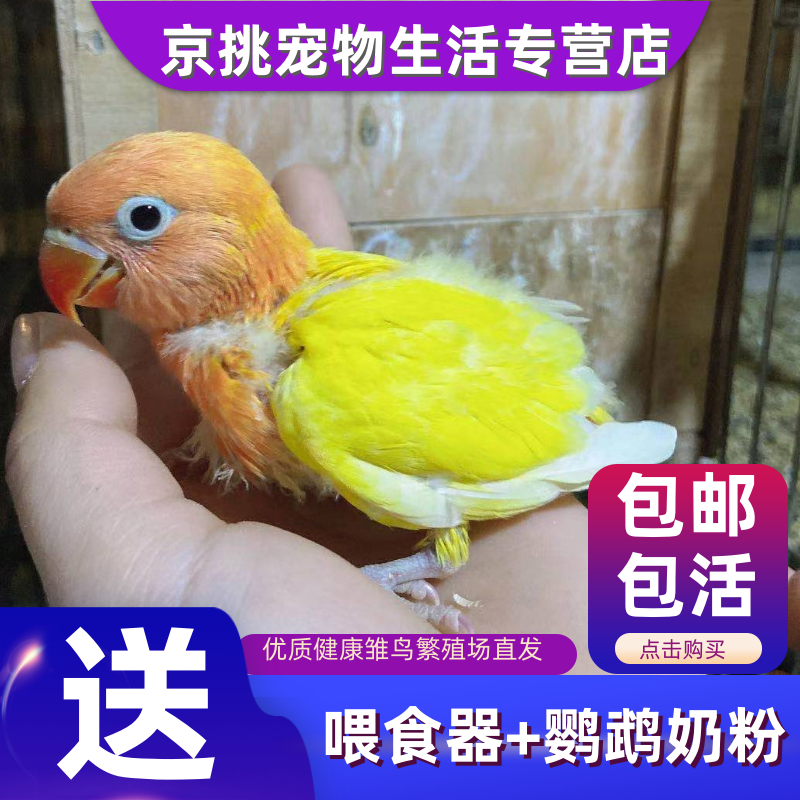 雏鸟活体鹦鹉幼鸟亲人玄风幼鸟活体手玩牡丹鹦鹉雏鸟手养虎皮幼崽听话