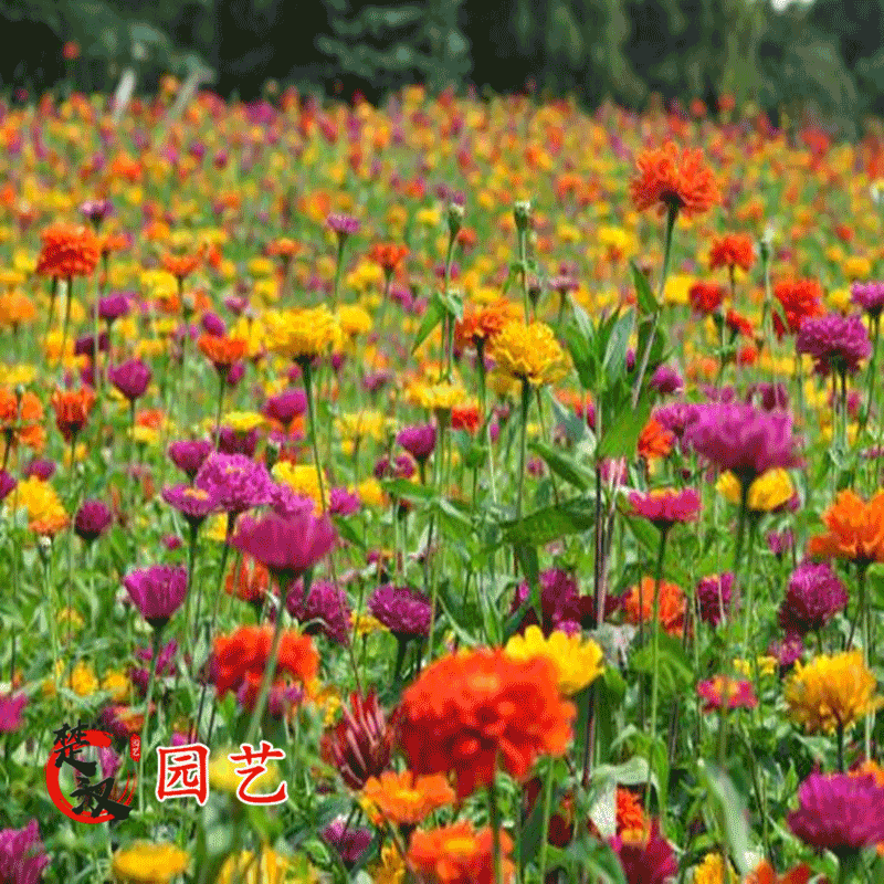 花草林木价格走势变化，一播大地产品评测|京东花草林木类历史价格怎么查