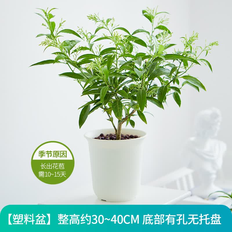 苏艺缘夜来香花苗盆栽阳台庭院夏季驱蚊香草树苗夜来香植物花卉当年