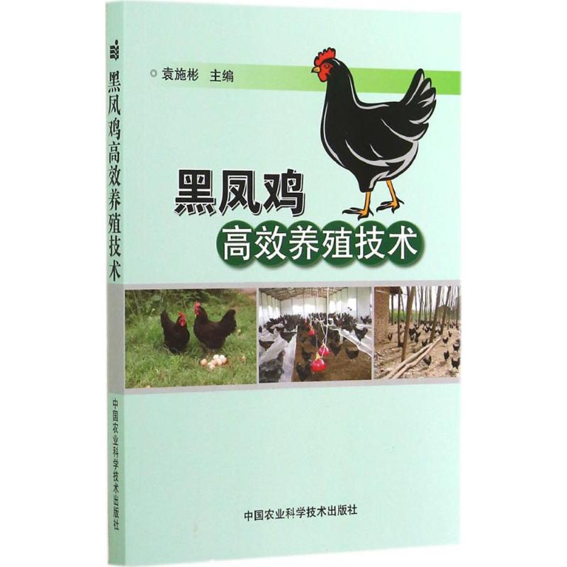 黑凤鸡高效养殖技术