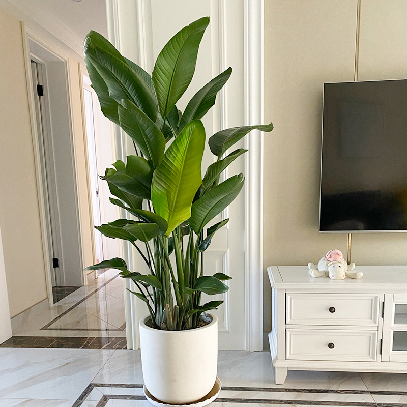 大型绿植历史价格查询网站|大型绿植价格历史