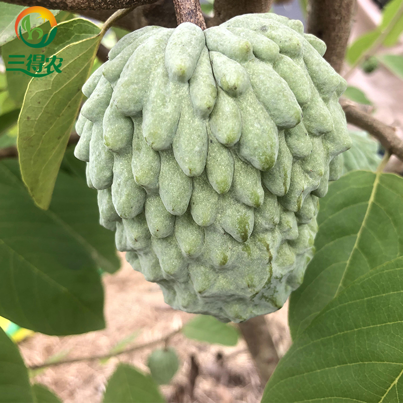 三得农凤梨释迦苗 番荔枝树苗红皮释迦果苗 佛头果树苗 盆栽庭院种植