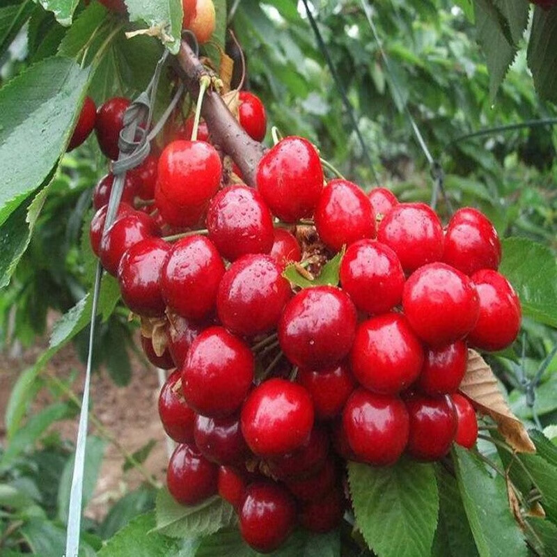 欧悟正宗烟台嫁接车厘子树苗大樱桃树苗南北方种植庭院阳台盆栽果树苗