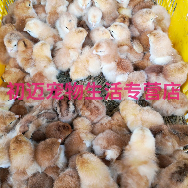 淼然阁纯种九斤红鸡活体小鸡苗出壳苗活苗红玉九斤黄大型肉鸡黄脚产蛋