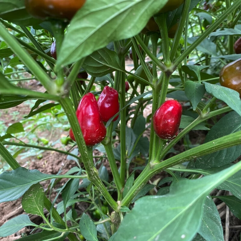 现摘新鲜灯笼椒 新鲜草莓椒 子弹头红辣椒 海椒泡椒剁辣椒 红色中辣 现摘人工精选5斤