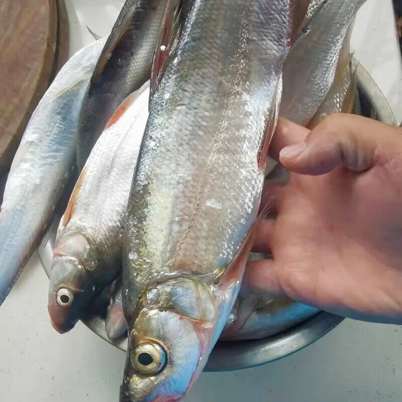伯贤千岛湖白花翘嘴红珠黄尾鱼石斑鱼冰鲜淡水鱼冰鲜真空 新鲜石斑鱼