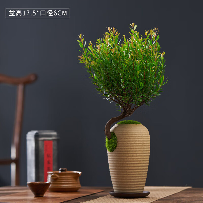 醉春木红芽小叶赤楠盆景好养绿植桌面禅意四季常青植物造型老桩赤楠