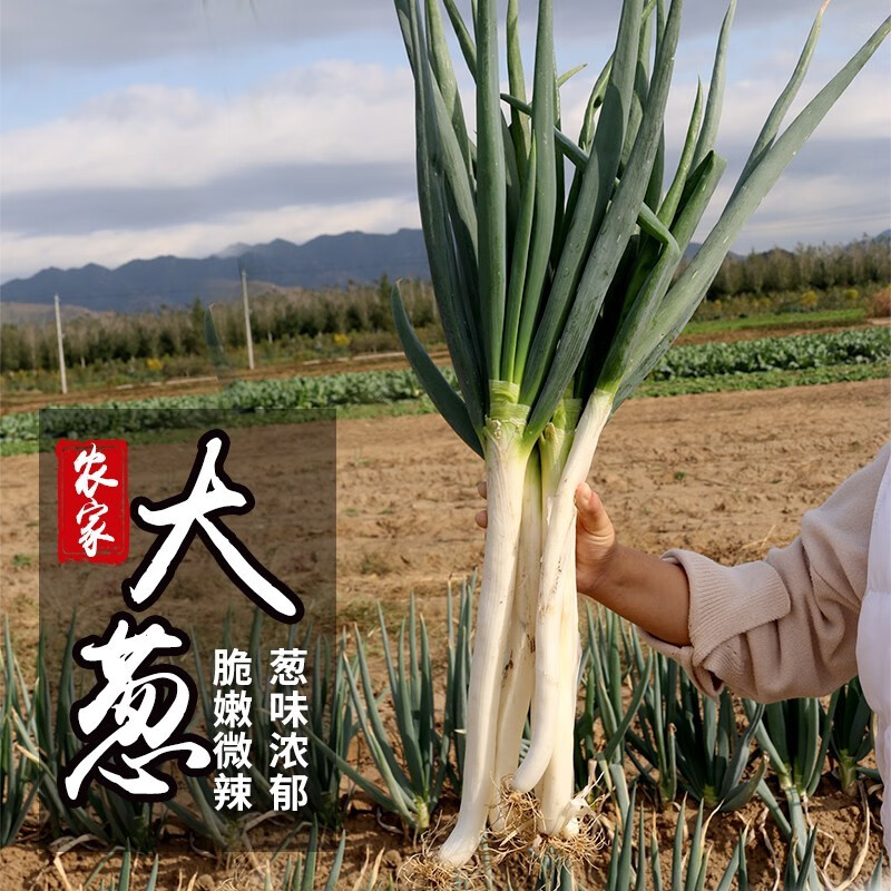 密農(nóng)人家新鮮大蔥 做餡蔥 蔥香濃郁 不辣心大蔥 鐵桿大蔥500g