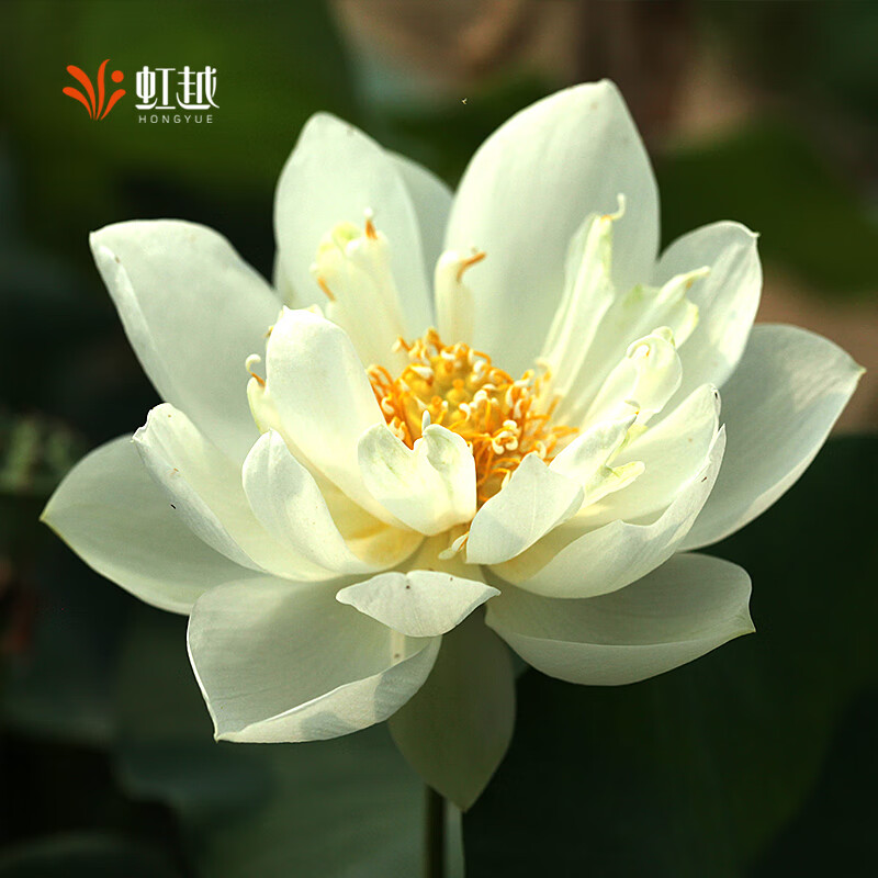 微型碗莲(薄荷糖)70#盆栽苗