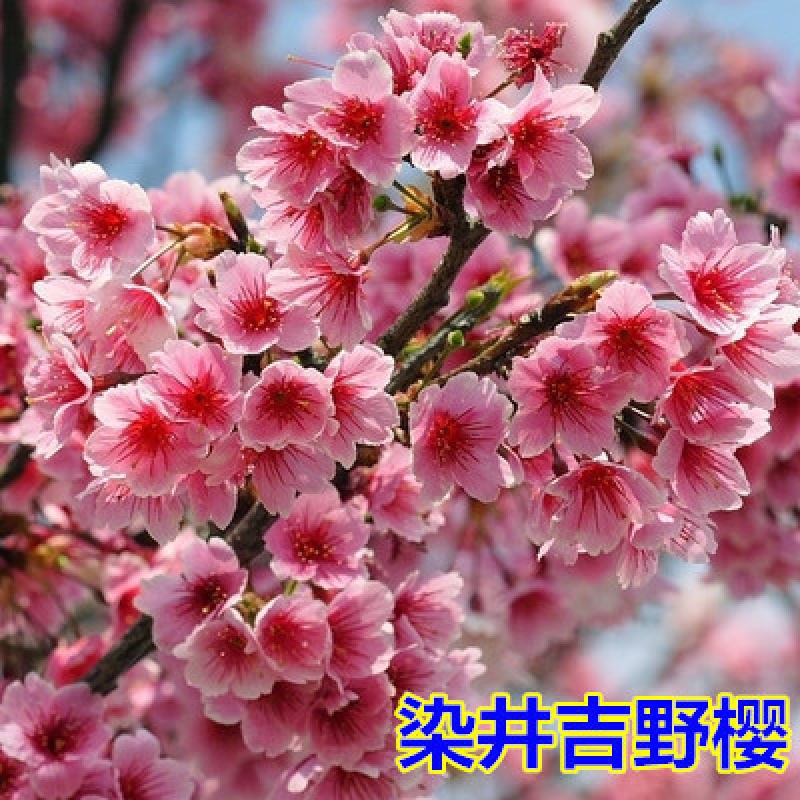 樱盆栽地栽庭院阳台园林绿化苗当年开花 吉野樱(根茎2公分粗当年开花)