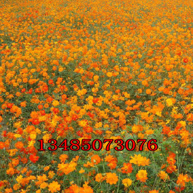 硫化菊种子 黄秋英硫华菊花种籽子耐碱耐旱四季易种活花籽花期长qcdd