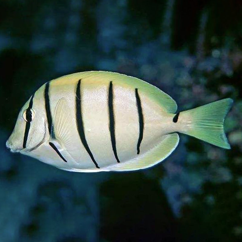 岚黛海水鱼活体活鱼斑马吊西瓜吊耳斑吊食苔吊食藻海水鱼观赏鱼包活