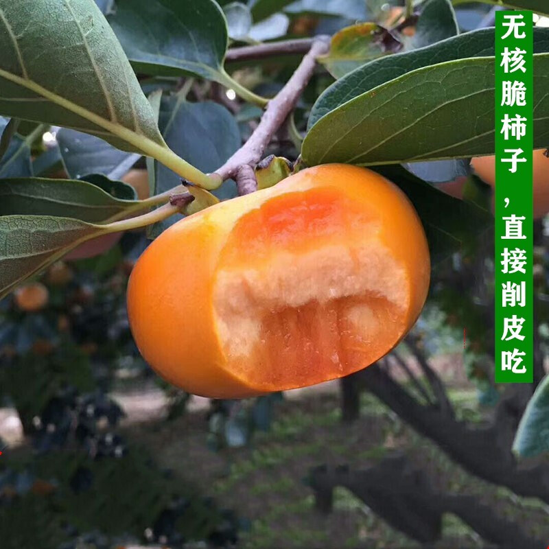 果树苗 嫁接柿子树苗无核脆甜柿特大火晶奶油柿子果树苗磨盘柿树苗
