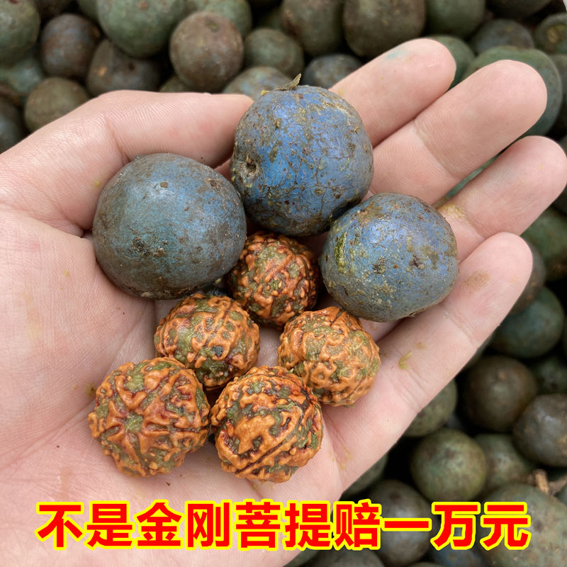 带皮金刚菩提子手串男士 青皮金刚菩提原籽药王蜂王双龙纹散籽 25mm带