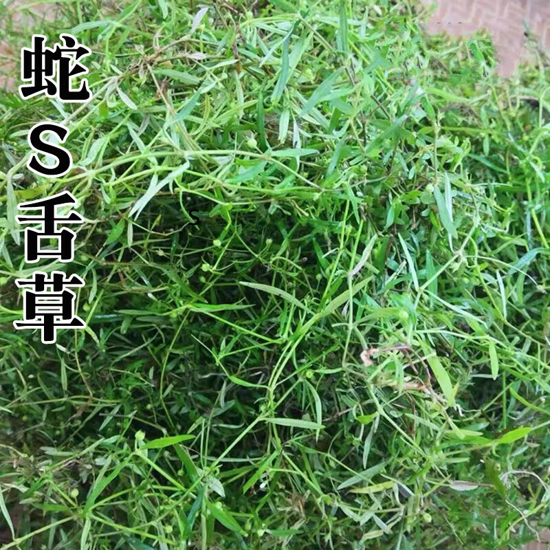 深山新鲜白花蛇舌草小号 百花蛇舌草干品半边莲 半枝莲 蛇s舌草鲜草