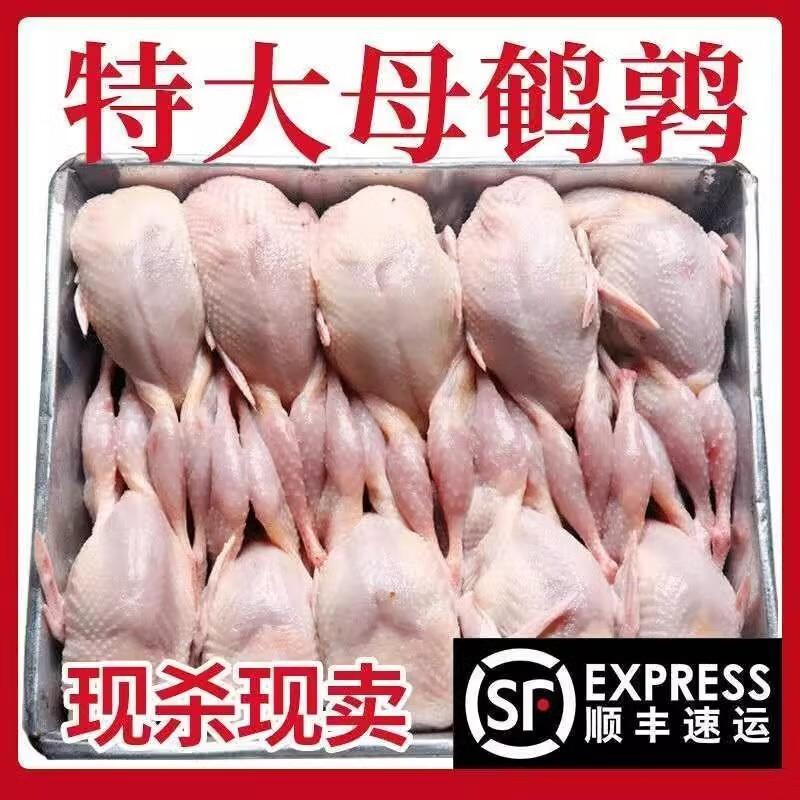 大號母鵪鶉肉新鮮冷凍鮮貨活體現殺白條燒烤油炸鵪鶉肉 鵪鶉100只裝(每只3兩))