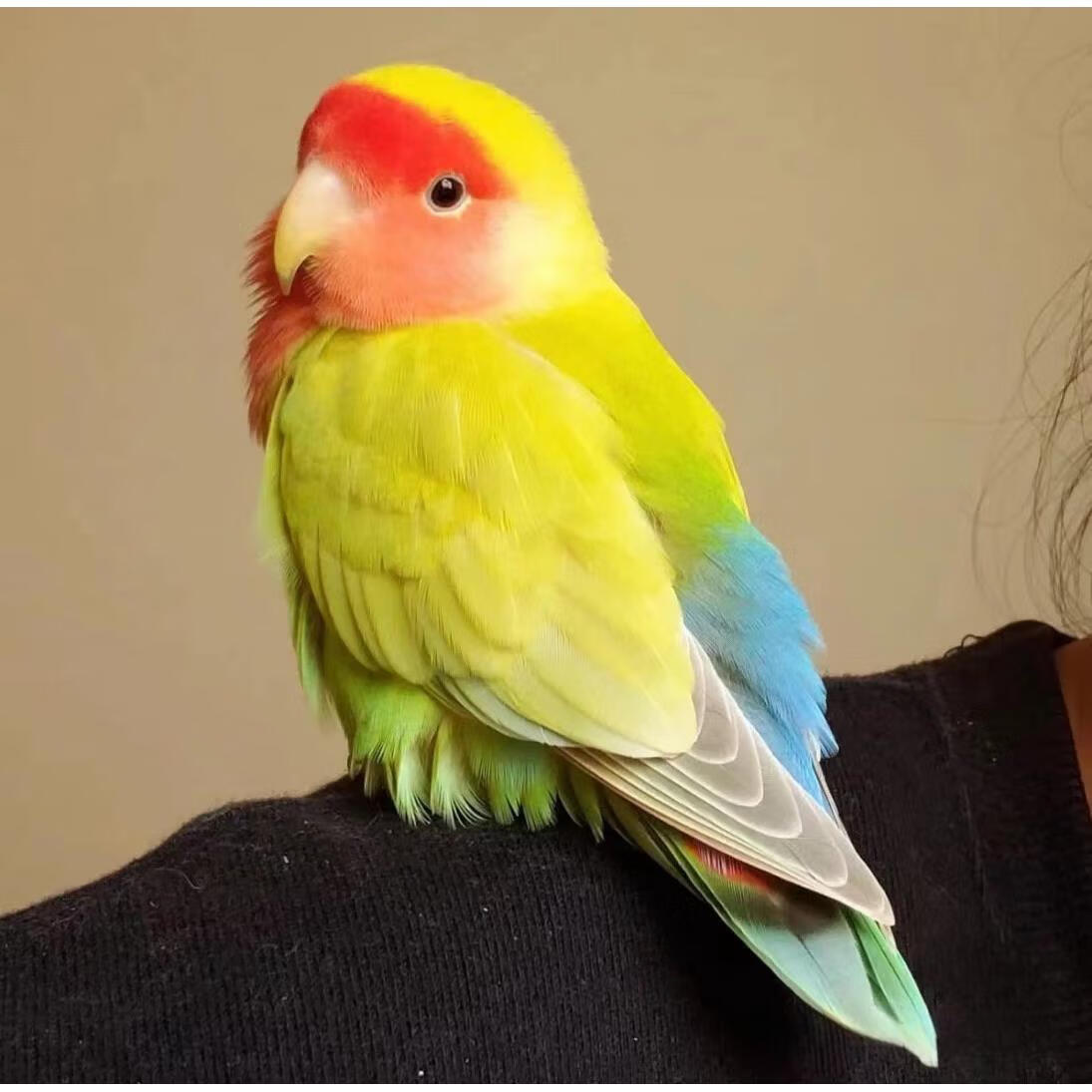 牡丹宠物活鸟活物纯手养鸟人好上手好养活学说话蓝腰黄桃 蓝腰黄桃