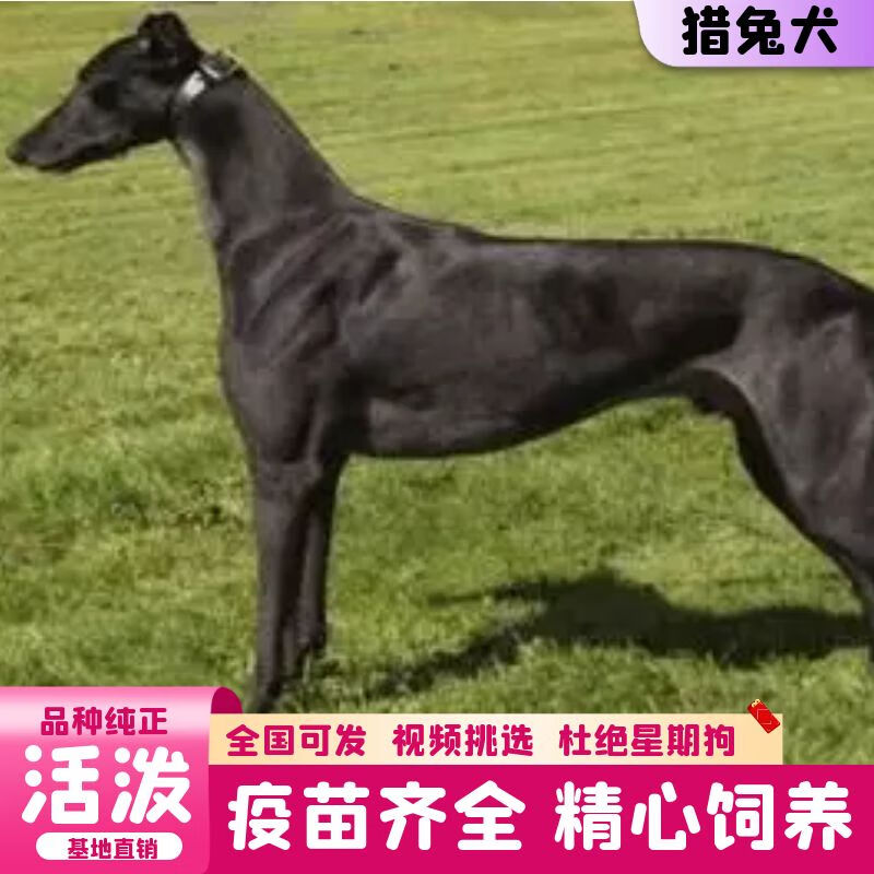 迈乐佳(maleejia)【视频选 】纯种猎兔犬成年犬猎兔犬活体 猎兔幼犬