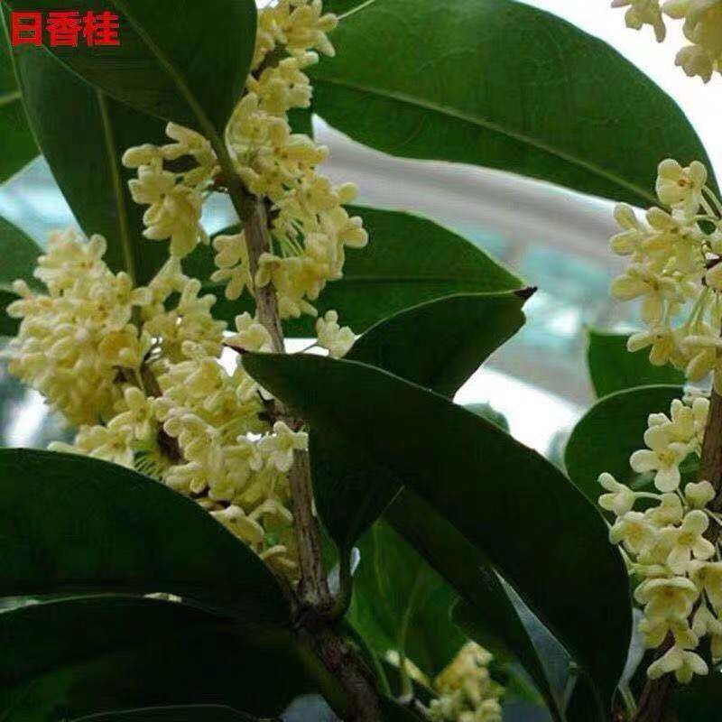 【精选】精品浓香型桂花树苗沉香桂金桂丹桂四季天香台阁花卉绿植盆景