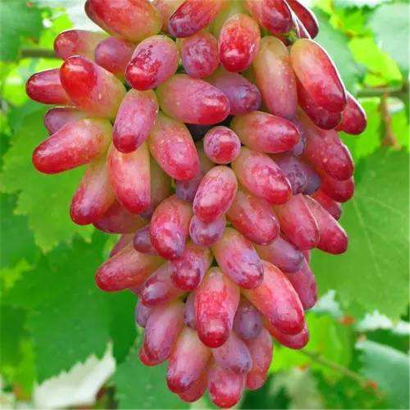 言清无籽葡萄树苗 嫁接葡萄苗 提子盆栽地栽庭院阳台