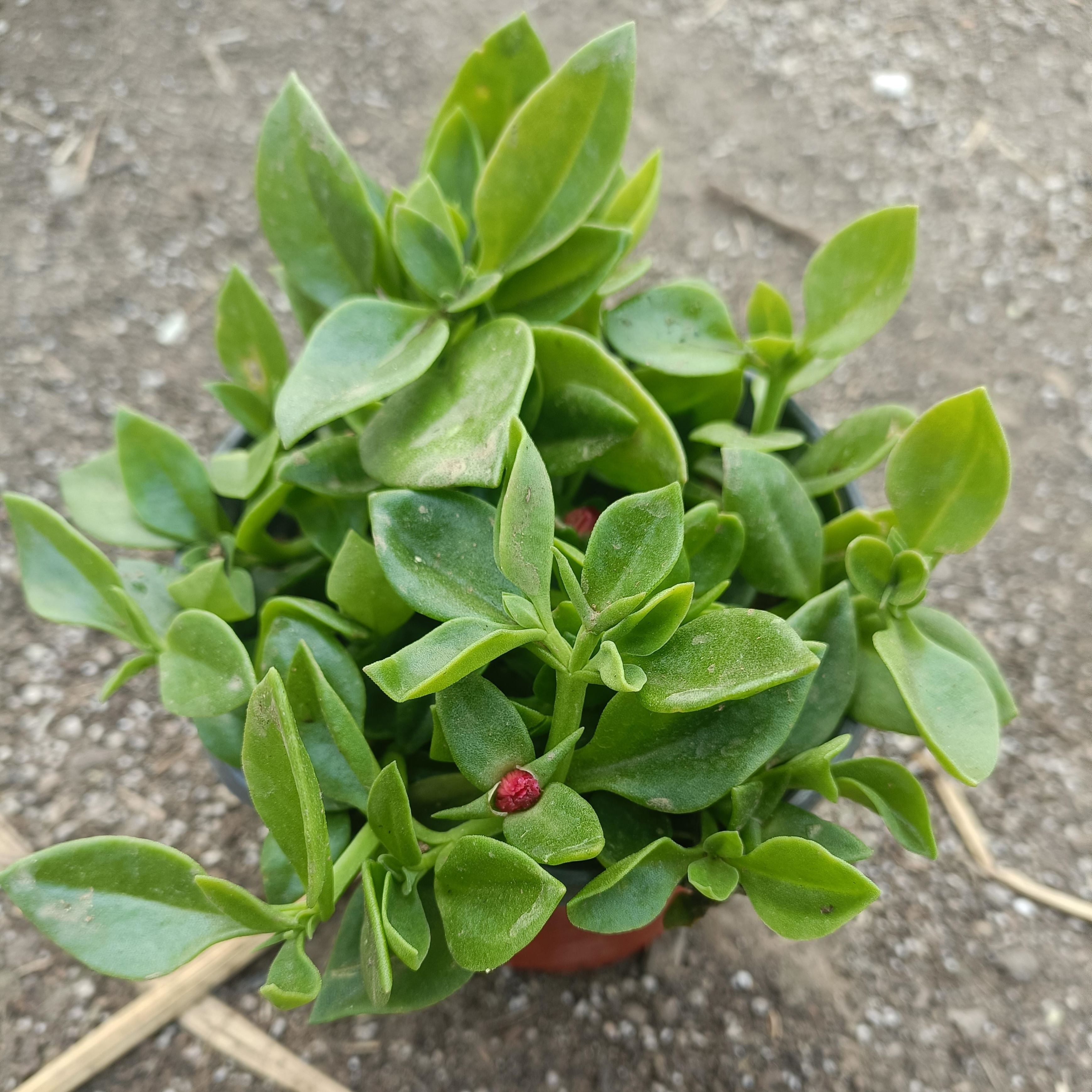 姒桀精选食用穿心莲盆栽牡丹吊兰菜田七心叶日中花苗吸甲醛四季好养