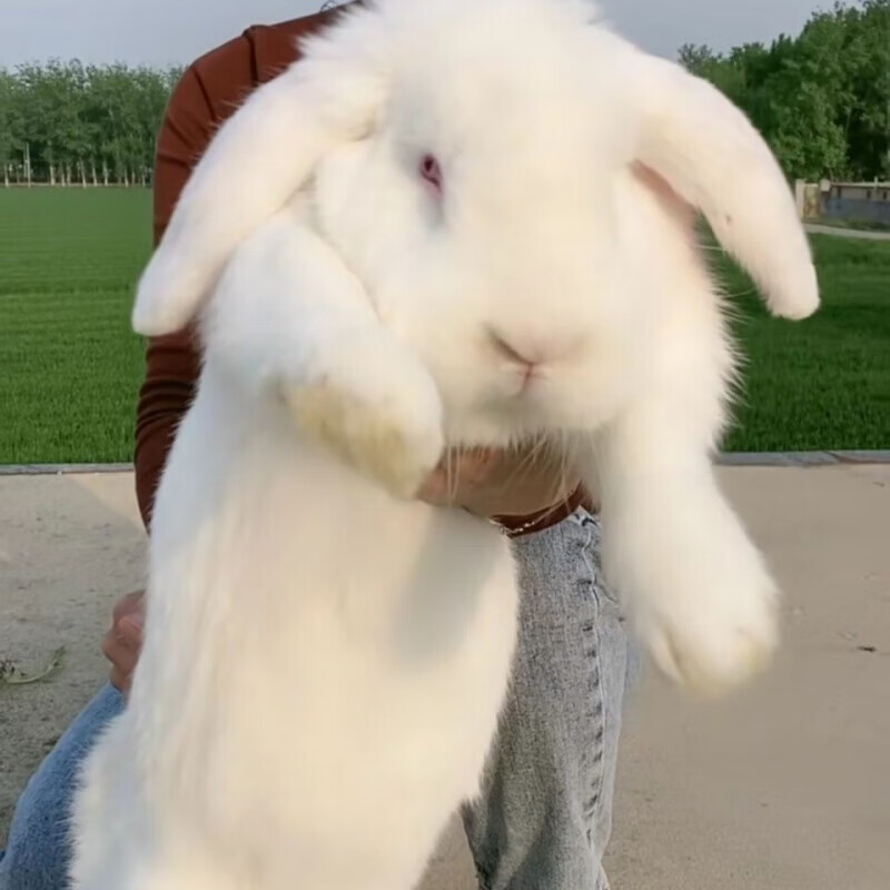 铭心【店铺推荐】工匠时光公羊兔活体巨无霸兔子公羊兔巨兔活体大型肉