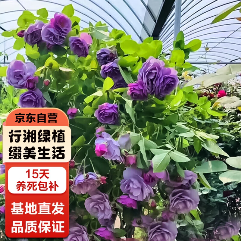 行湘爬藤月季花卉綠植盆栽花園地栽 薰衣草花環1.6米左右 源頭直發