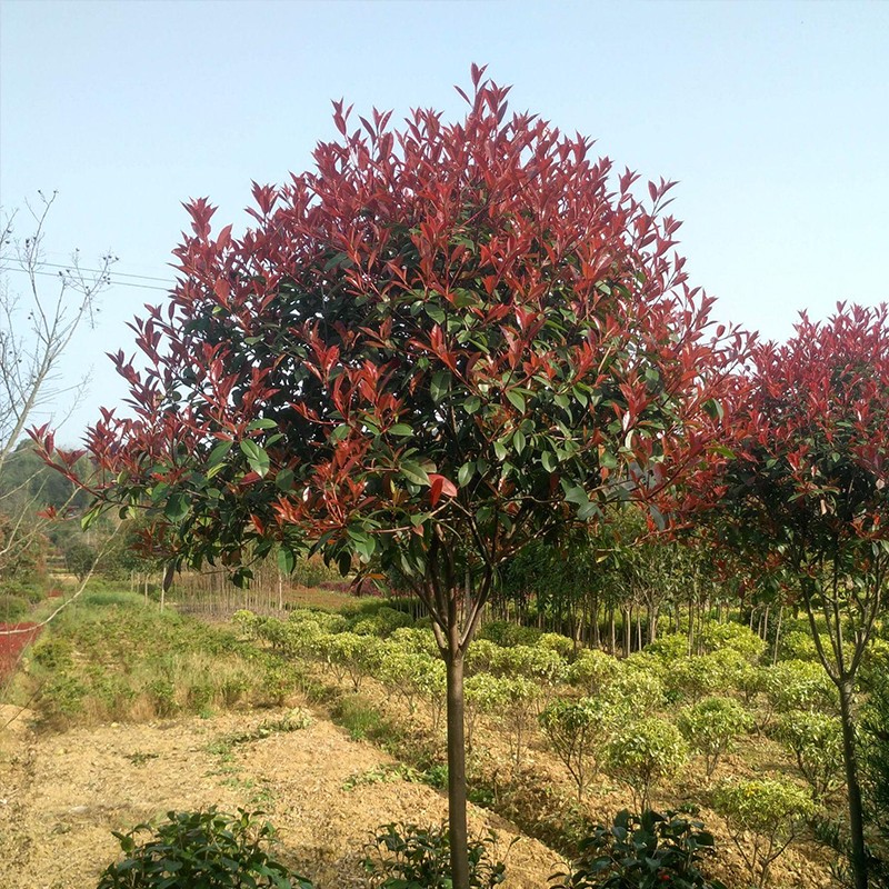致荟树 红叶石楠树苗绿化树苗木风景树苗常绿植物花苗室外庭院别墅地