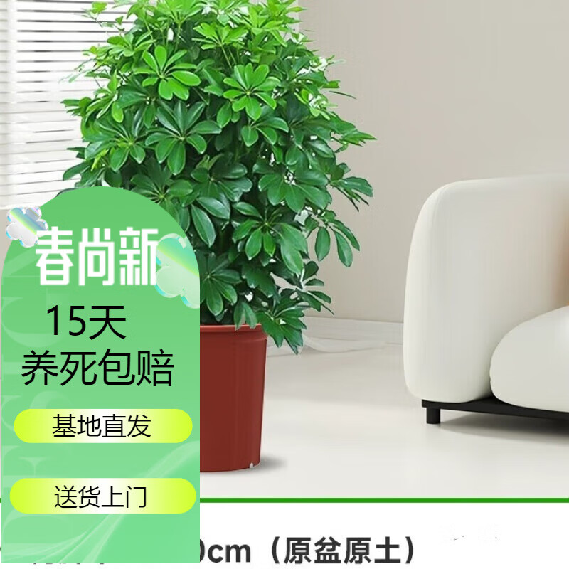 花友鸭脚木盆栽客厅绿植花卉室内大型八方来财鸭掌木七叶莲植物发财树 鸭脚木70-80cm（原盆原土）