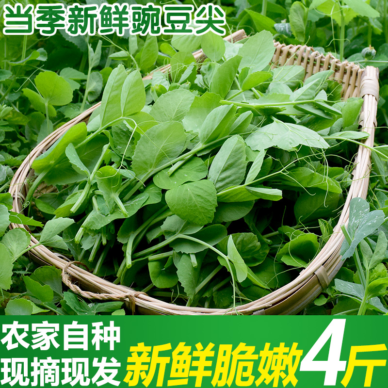 不可错过的叶菜类商品,林中山品牌引领价格走势