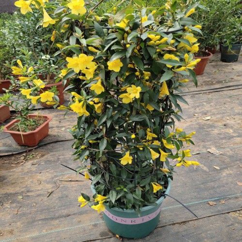慕尔森法国香水藤盆栽室内飘香藤浓香花卉茉莉花爬藤庭院阳台室内藤蔓