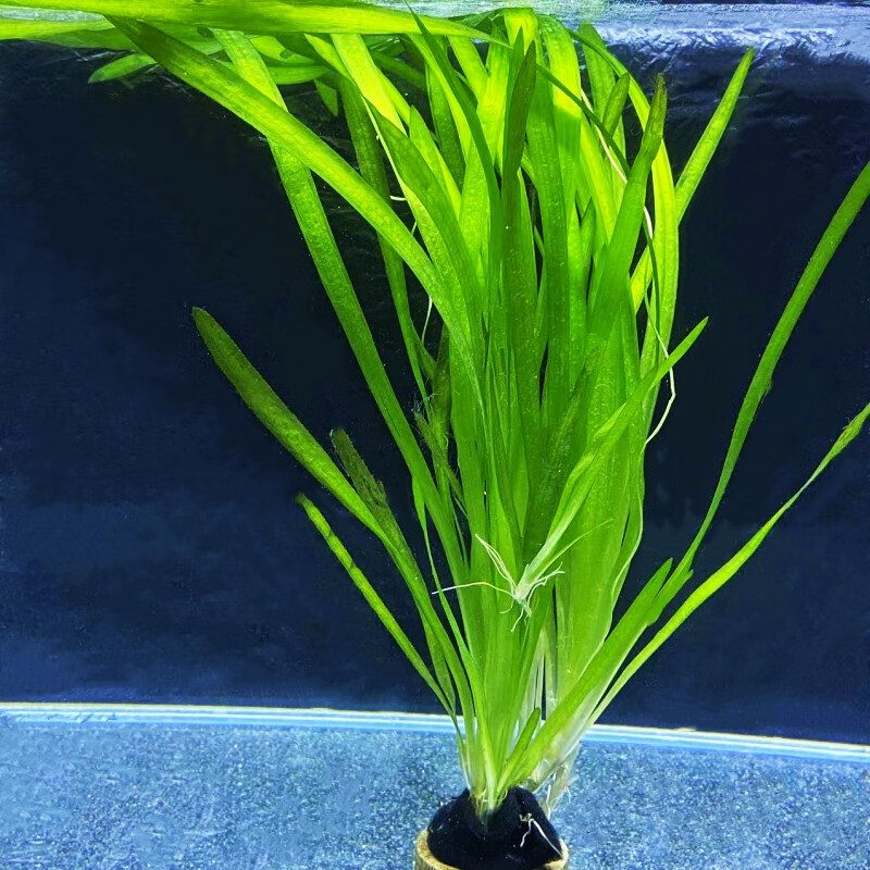 贝意品印度小竹节竹节草真水草水族箱鱼缸造景观赏新手懒人阴性水