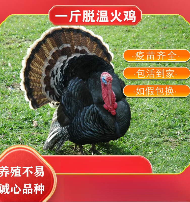 达泽侠一斤脱温火鸡活苗贝蒂娜青铜尼古拉大型纯种火鸡苗白火鸡活体包