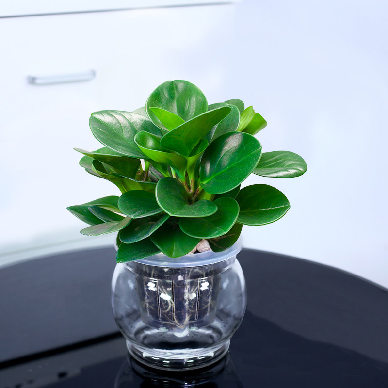 惜林园 水培绿植植物盆栽花卉 桌面室内净化空气小盆栽 碧玉(豆瓣绿) 