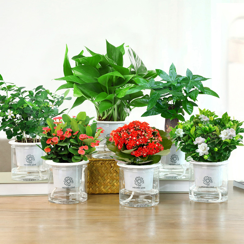 水培绿植 盆栽花卉 小植物 室内花四季好养植物栀子花因季节原因不是