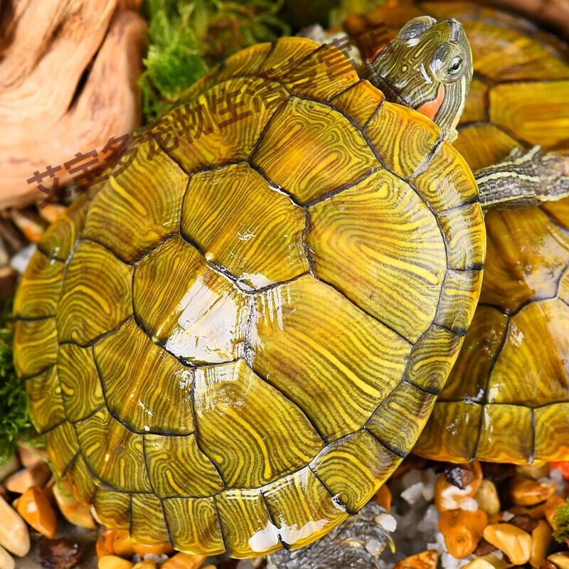 黄金巴西龟能活多久图片