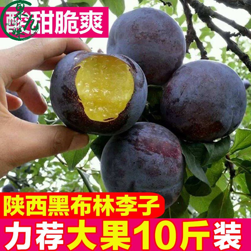 陕西黑布林黑李子10斤新鲜应季孕妇酸甜水果5斤整箱3斤 普通装5斤大果